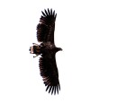 5-2 Merikotka_White-tailed sea eagle * 1965 x 1753 * (823KB)